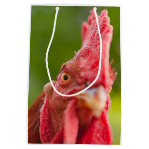 Rhode island Red Tupp