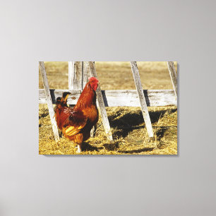 Rhode Island Red Tupp Canvastryck