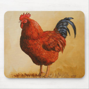 Rhode island Red Tupp Chicken Musmatta