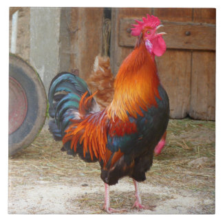 Rhode island Red Tupp Crowing in Barnyard Kakelplatta