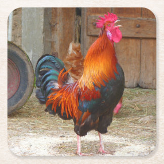 Rhode island Red Tupp Crowing in Barnyard Underlägg Papper Kvadrat