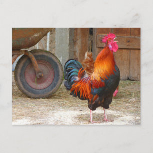 rhode island Red Tupp Crowing in Barnyard Vykort