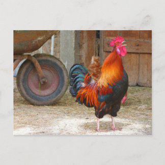 Rhode island Red Tupp Crowing in Barnyard Vykort