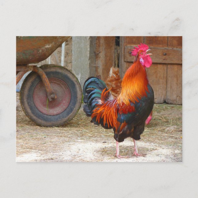 Rhode island Red Tupp Crowing in Barnyard Vykort (Framsida)