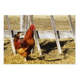 Rhode island Red Tupp Fototryck