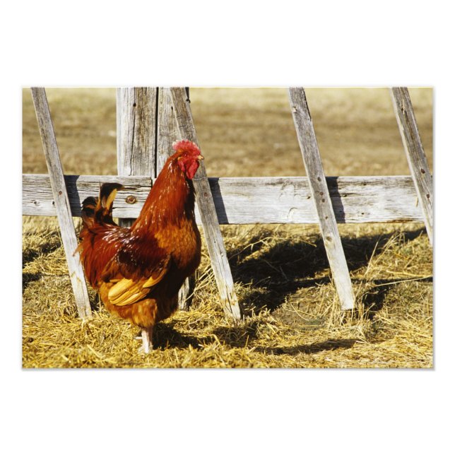 Rhode island Red Tupp Fototryck (Framsidan)
