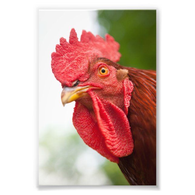 Rhode island Red Tupp Fototryck (Framsidan)