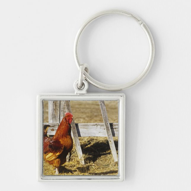 Rhode Island Red Tupp Fyrkantig Silverfärgad Nyckelring (Framsidan)
