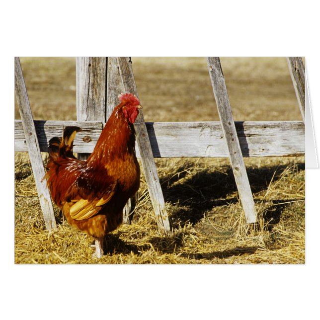 Rhode island Red Tupp Hälsningskort (Framsidan Horizontal)