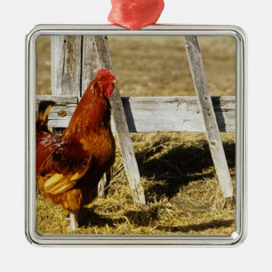 Rhode Island Red Tupp Julgransprydnad Metall