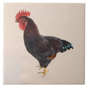 Rhode island Red Tupp Kakelplatta