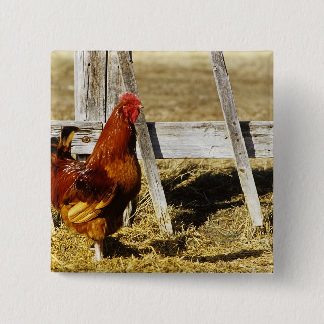 Rhode island Red Tupp Knapp (Framsida)
