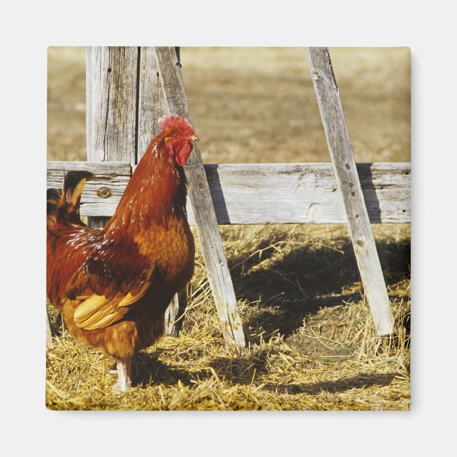 Rhode Island Red Tupp Magnet (Framsidan)