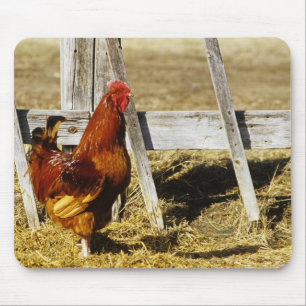 Rhode Island Red Tupp Musmatta