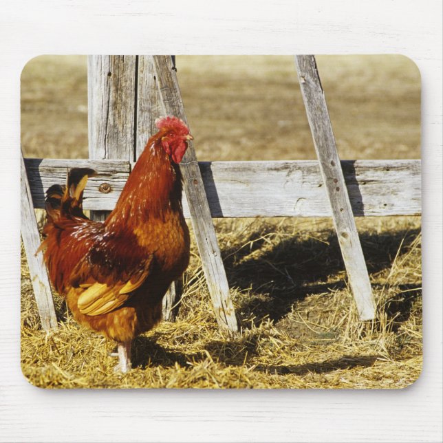 Rhode Island Red Tupp Musmatta (Framsidan)