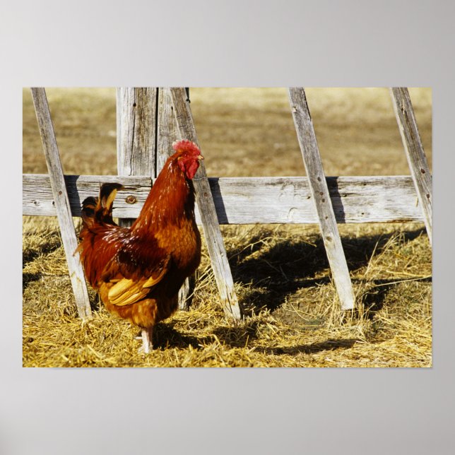 Rhode island Red Tupp Poster (Framsidan)
