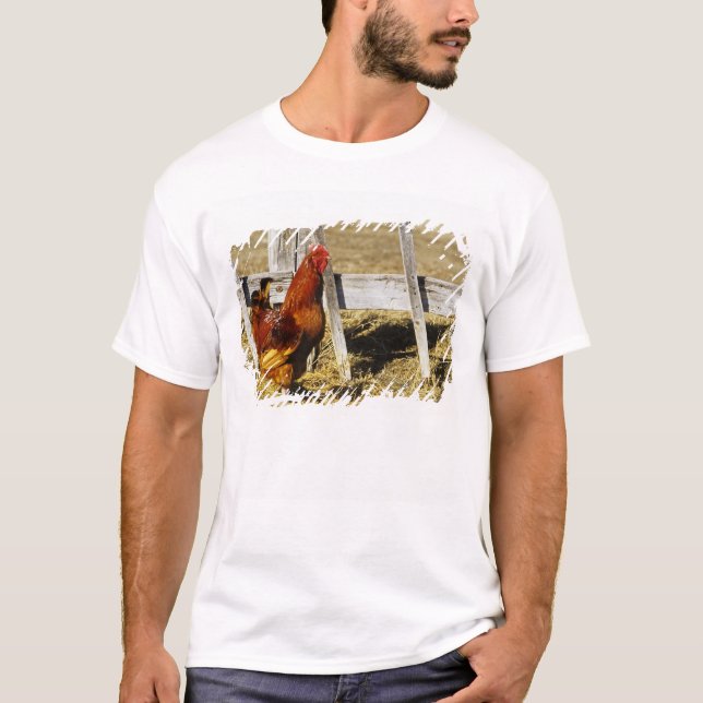 Rhode Island Red Tupp T-shirt (Framsida)