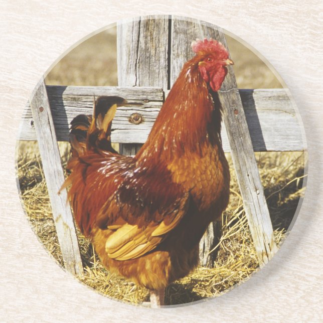 Rhode island Red Tupp Underlägg Sandsten (Framsidan)