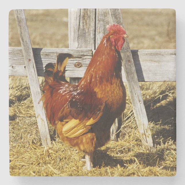Rhode island Red Tupp Underlägg Sten (Framsidan)