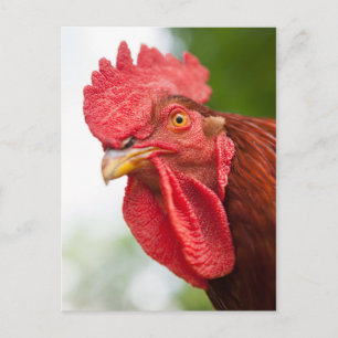 Rhode island Red Tupp Vykort