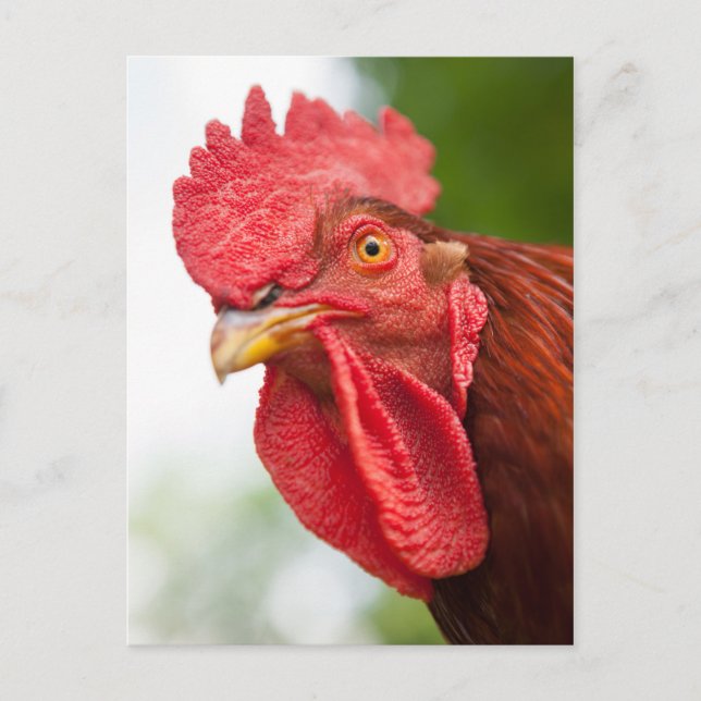 Rhode island Red Tupp Vykort (Framsida)
