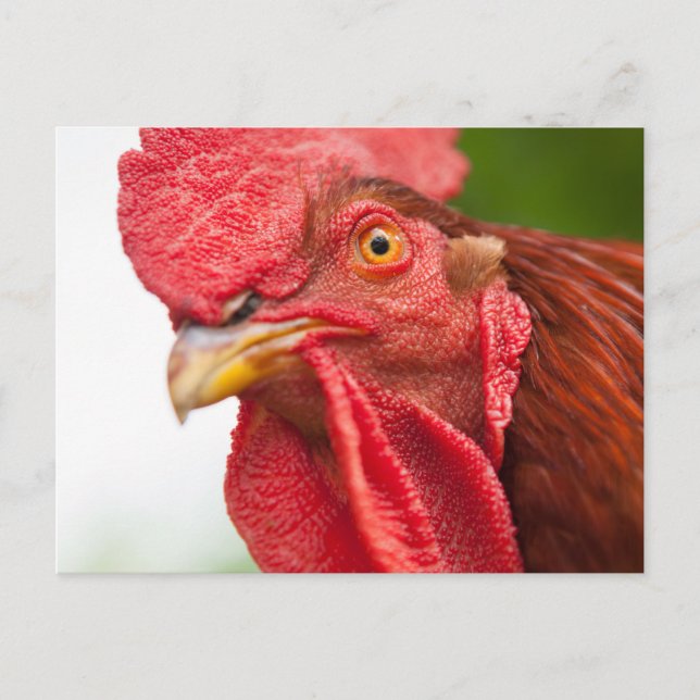 Rhode island Red Tupp Vykort (Framsida)