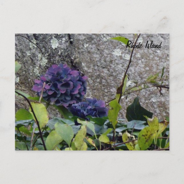 rhode island vykort (Framsida)