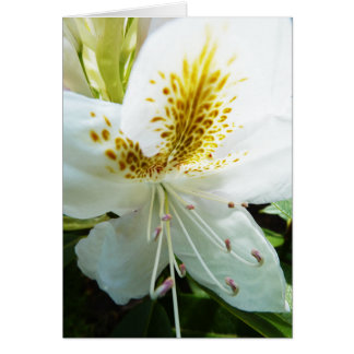 Rhodedendron Hälsningskort