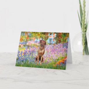 Rhodesian Ridgeback 1 - Garden Kort