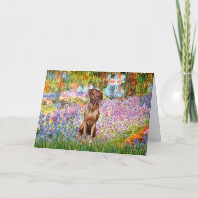 Rhodesian Ridgeback 1 - Garden Kort (Framsida)