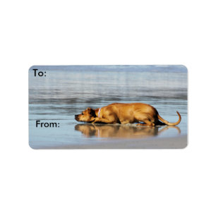 Rhodesian Ridgeback - är vatten kall? Adressetikett