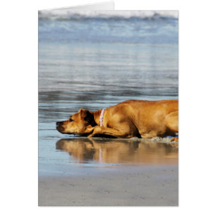 Rhodesian Ridgeback - är vatten kall? Hälsningskort