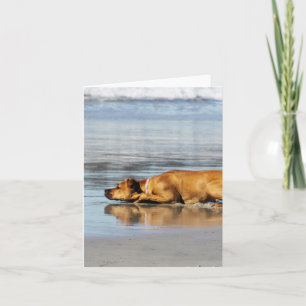 Rhodesian Ridgeback - är vatten kall? Kort
