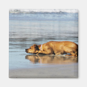 Rhodesian Ridgeback - är vatten kall? Magnet