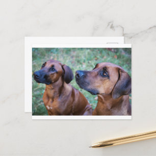 rhodesian-ridgeback-group vykort