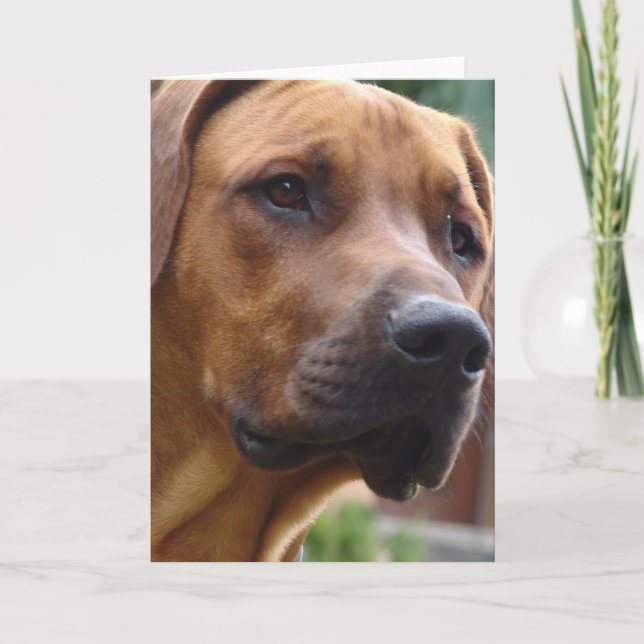 Rhodesian Ridgeback hälsningkort Kort (Framsida)