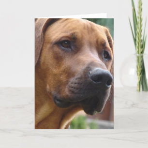 Rhodesian Ridgeback hälsningkort Kort