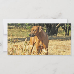 Rhodesian Ridgeback-hälsningskort