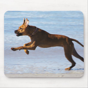 Rhodesian Ridgeback - hoppa Musmatta
