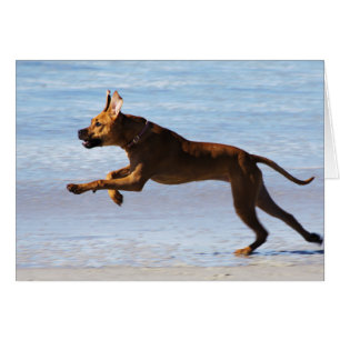 Rhodesian Ridgeback - hoppa OBS Kort