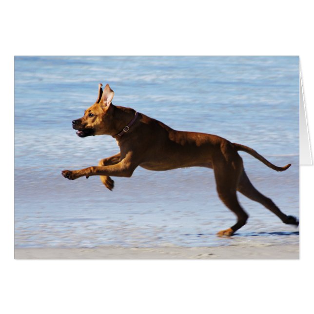 Rhodesian Ridgeback - hoppa OBS Kort (Framsidan Horizontal)
