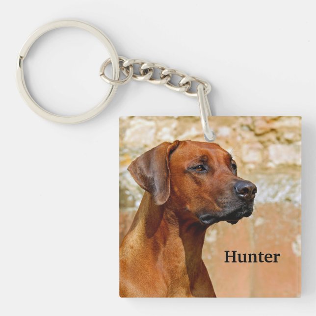 Rhodesian Ridgeback Hund (Framsidan)