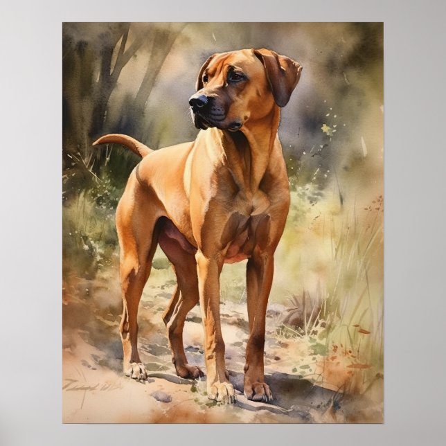Rhodesian Ridgeback Hund Art Print Poster (Framsidan)