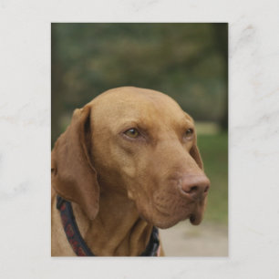 Rhodesian Ridgeback Hund Brevkort Vykort