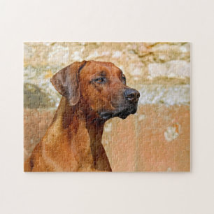 Rhodesian Ridgeback Hund Gazing Ögon Pussel