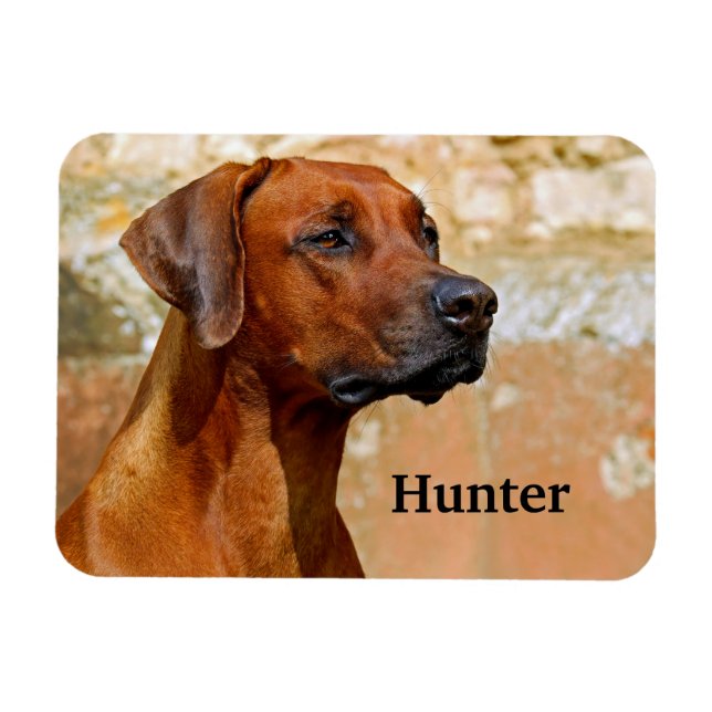 Rhodesian Ridgeback Hund Magnet (Horisontell)