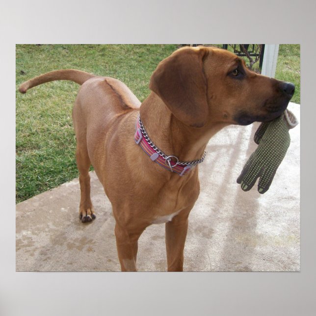 RHODESIAN RIDGEBACK Hund Pet Breed MisChief Poster (Framsidan)