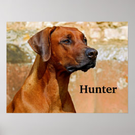 Rhodesian Ridgeback Hund Poster
