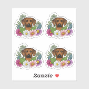 Rhodesian Ridgeback Hundhuvud Och Färgglada Blommo Klistermärken