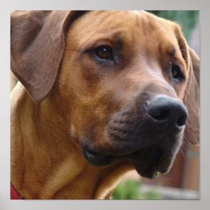Rhodesian Ridgeback hundtryck Poster